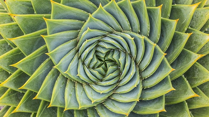 Geometry in aloe swirl plant